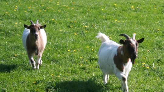 Vierbeinige Bewohner auf dem Bauernhof