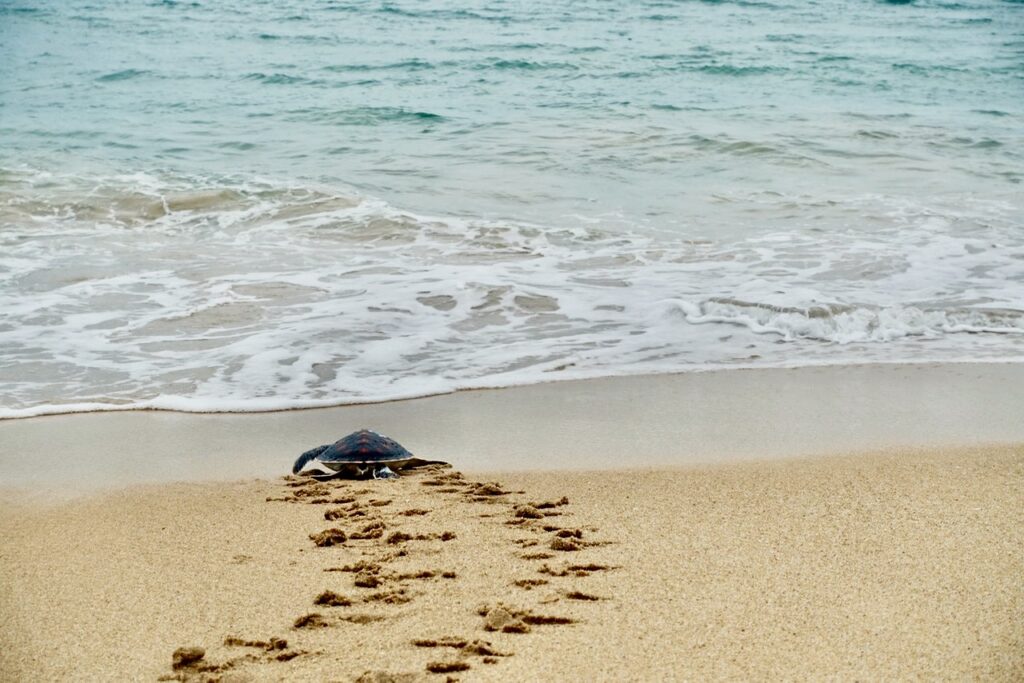 Thailand Sehenswuerdigkeiten Schildkroeten