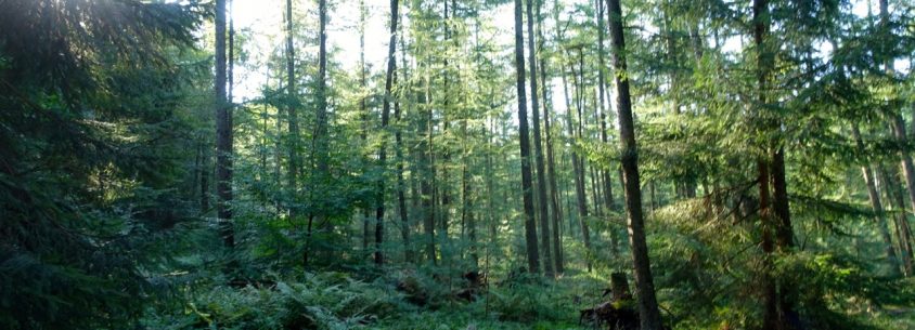 Waldbaden - meine Eindrücke