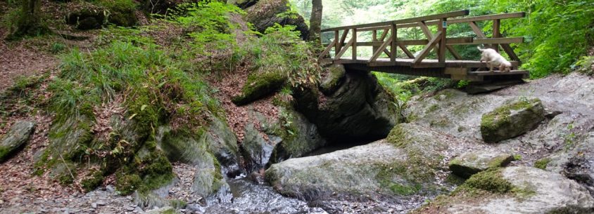 Traumschleife Ehrbachklamm