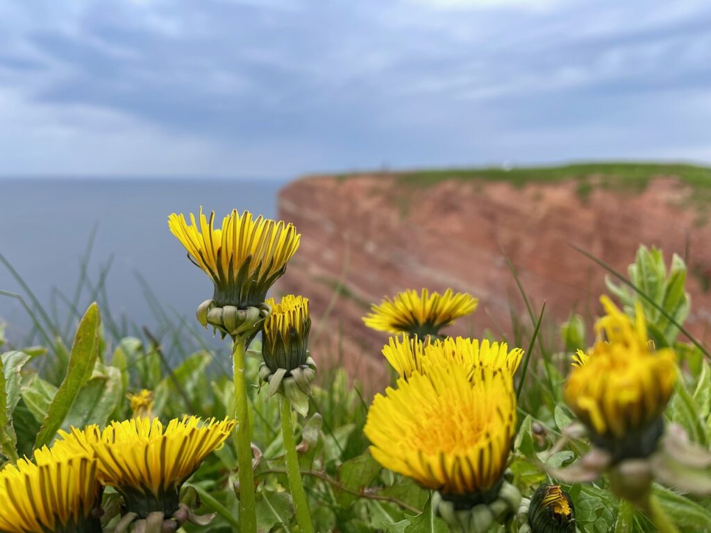 Helgoland Rote Felsen