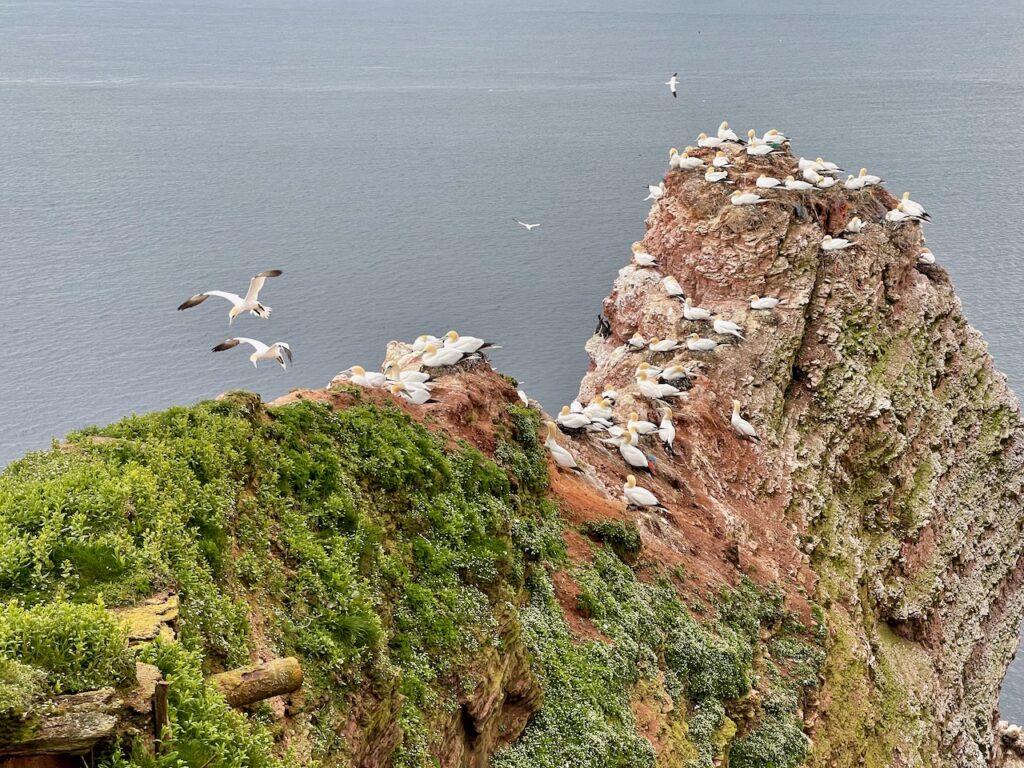 Lummenfelsen Helgoland 