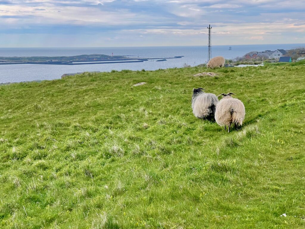 Heidschnucken Helgoland