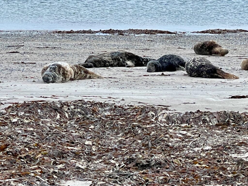 Robben Seehunde Helgoland Duene