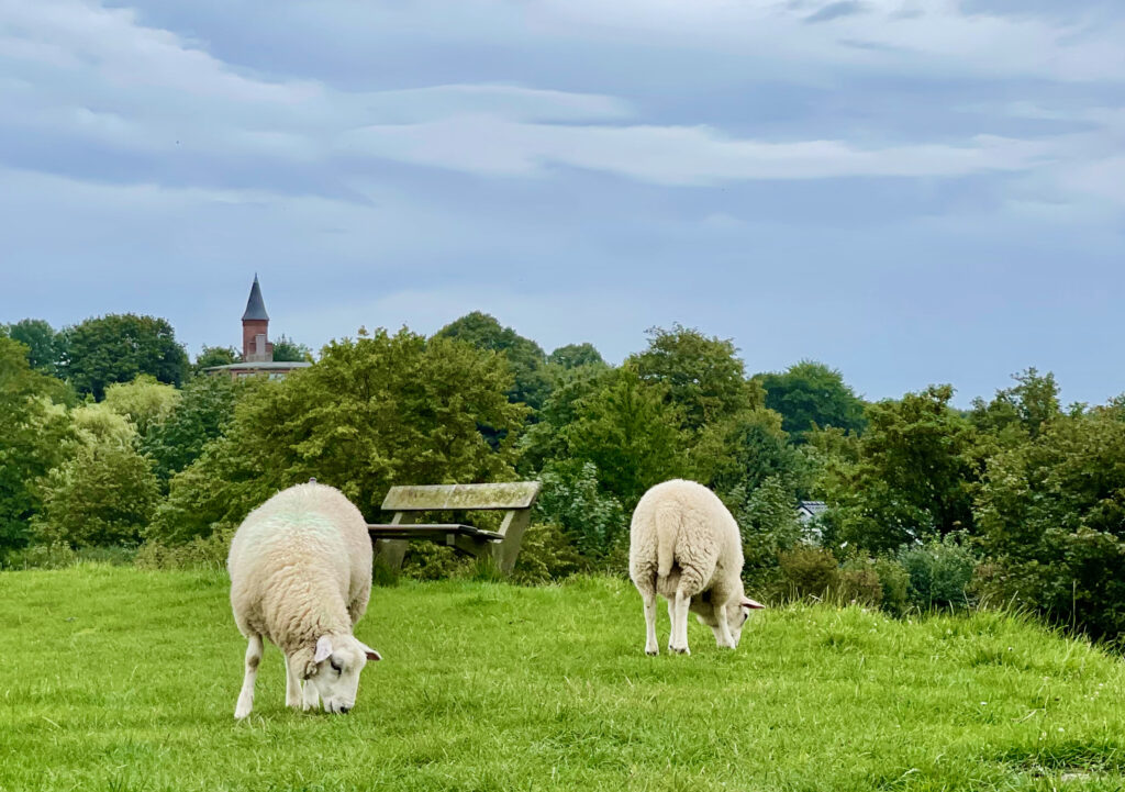 Deichschafe Glueckstadt