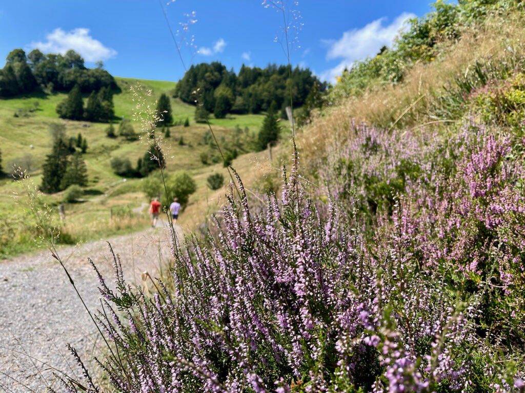 Wandern Freiburg