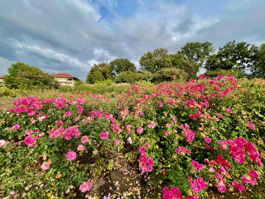 Rosengarten Bad Sassendorf