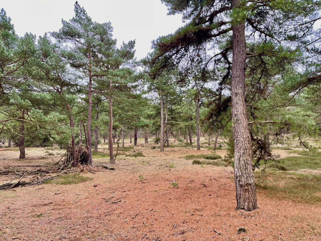 Wernerwald Cuxhaven