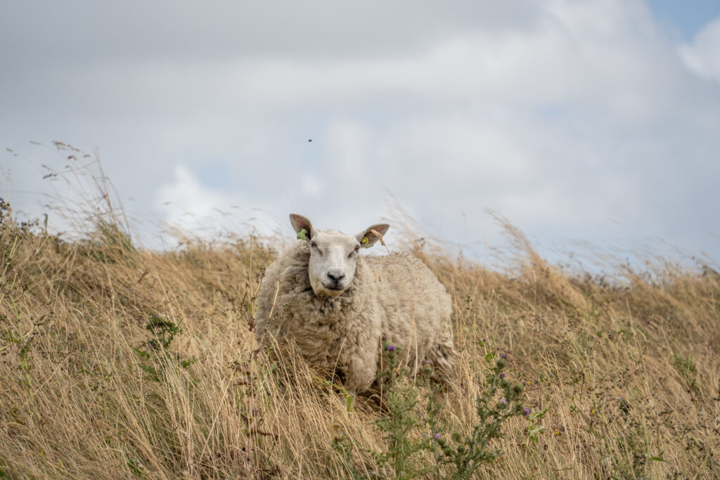 Schafe auf Texel (c) Tanja Neumann vielweib.de