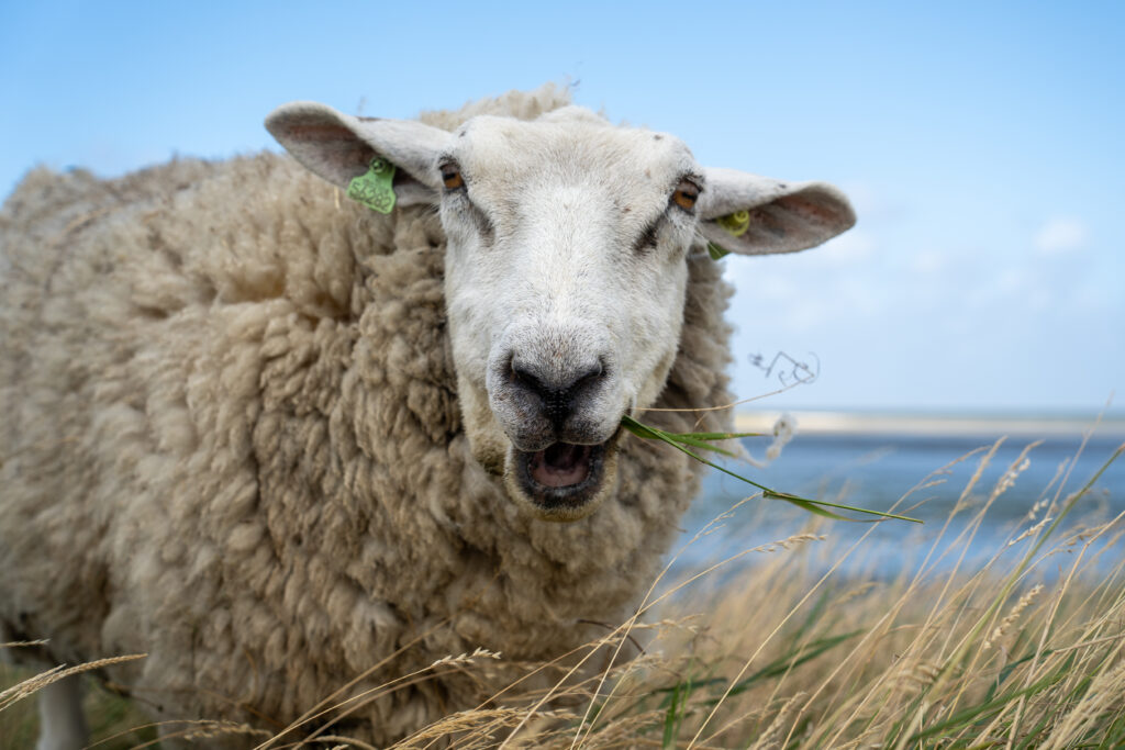 Texel Schaf (c) Tanja Neumann, vielweib.de